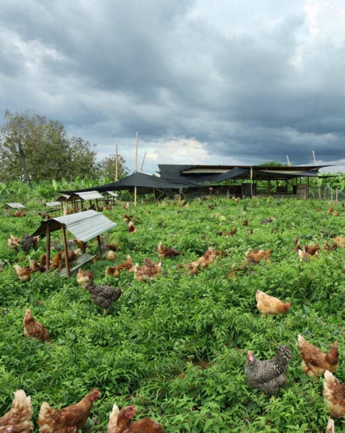 Animales criados en La Granja de Alejo