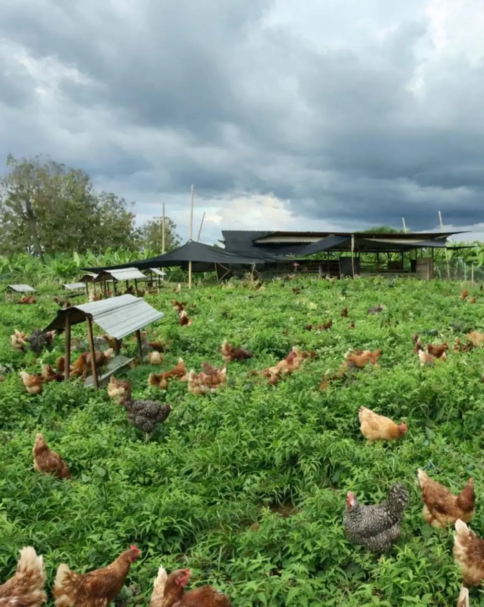 Animales criados en La Granja de Alejo