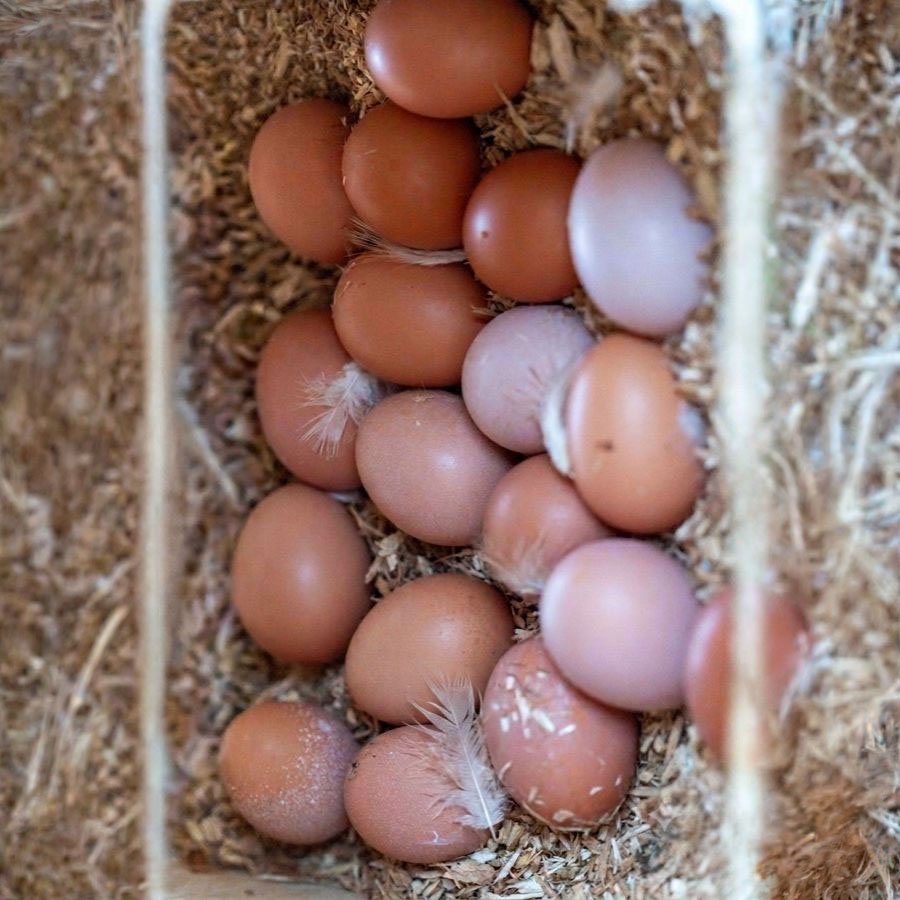 Cubeta de 15 huevos de La Granja de Alejo